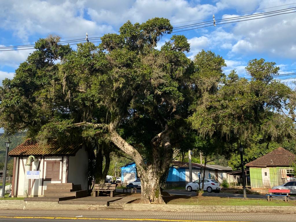 Igrejinha comemora aniversário de 100 anos da figueira que dá nome a bairro do município