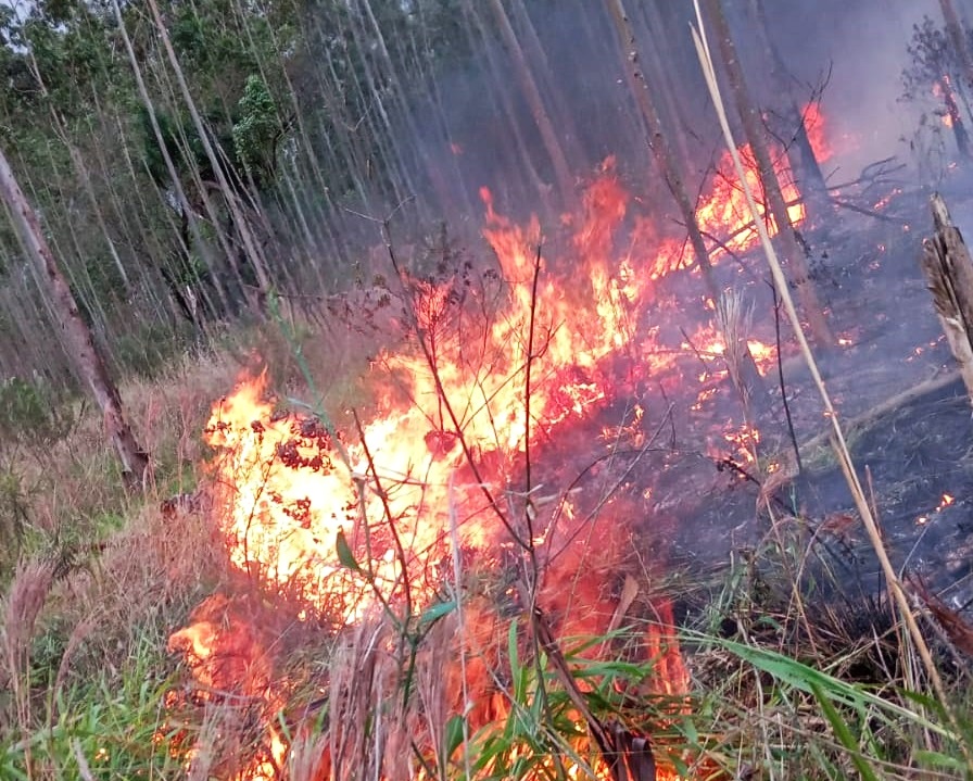 Bombeiros de Parobé combatem incêndio às margens da ERS-239