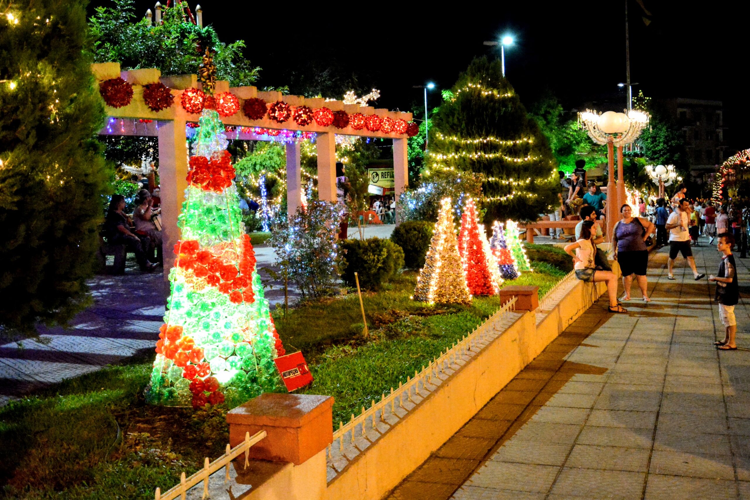 Pinheirinhos de Natal estão disponíveis para adoção em Taquara