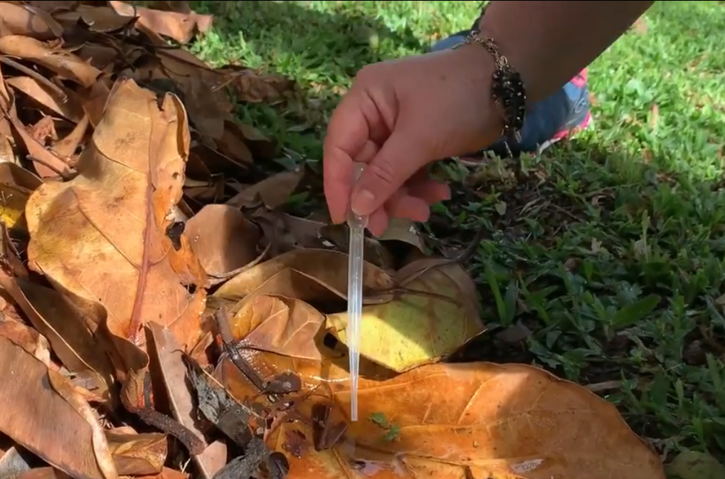 Vigilância em Saúde Ambiental de Parobé realiza pesquisa de focos do Aedes aegypti no município