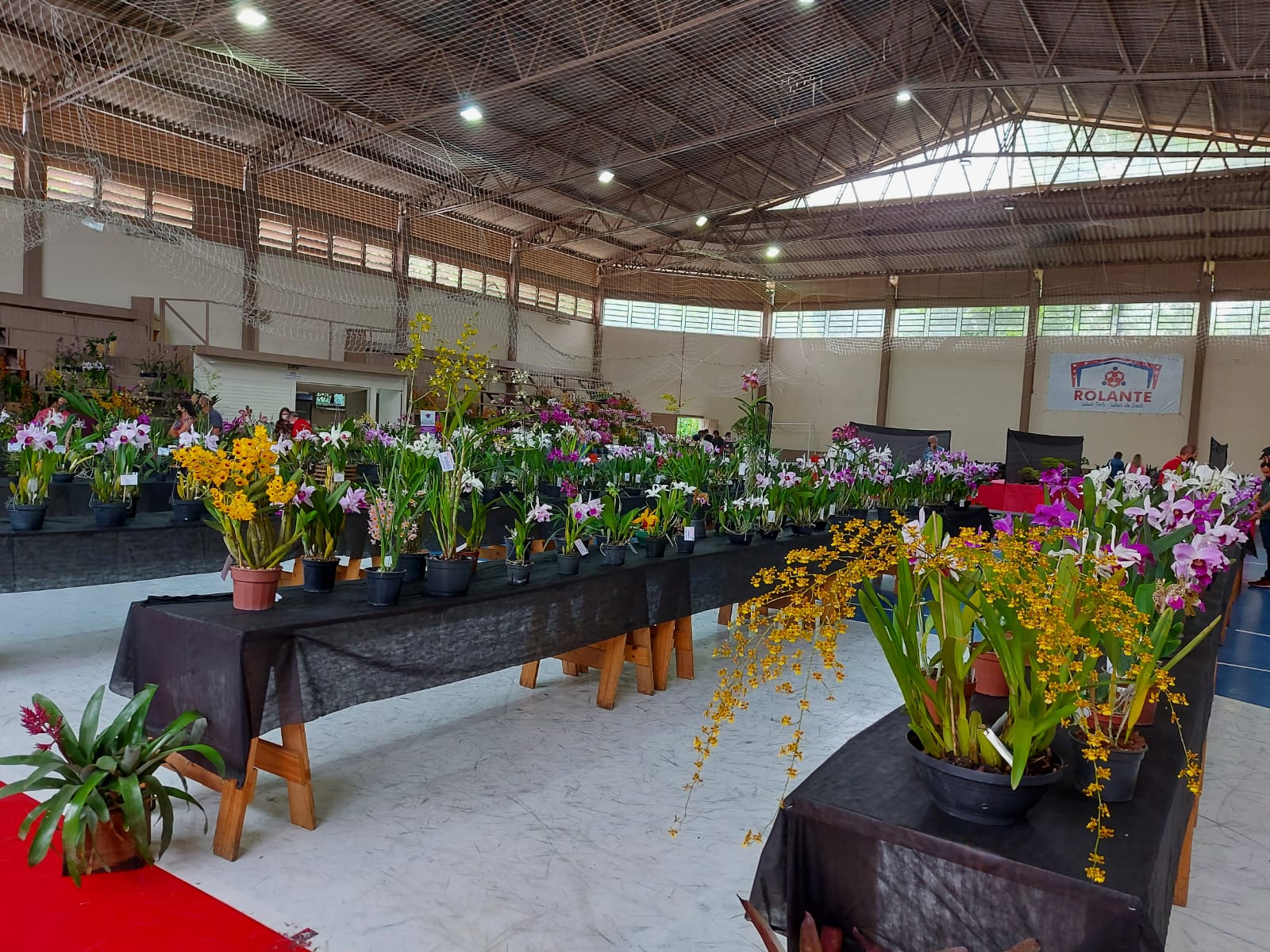 Rolante espera milhares de visitantes na 20ª Exposição de Orquídeas e 17ª Exposição de Bonsais