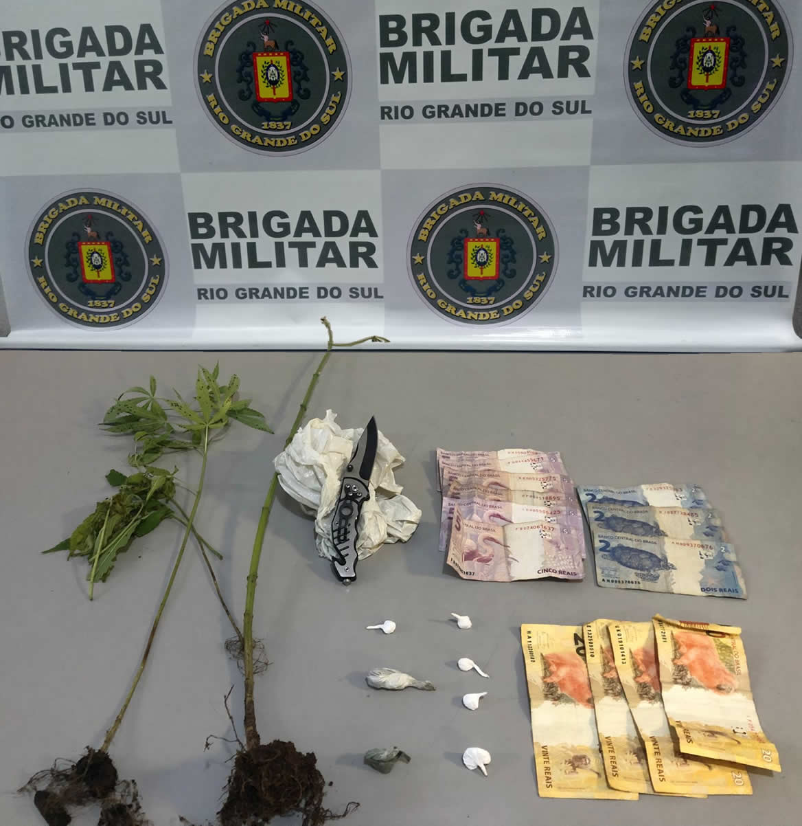 Brigada Militar de Igrejinha prende jovem por tráfico de drogas e apreende pés de maconha