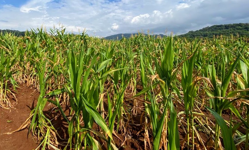 Agricultores de Taquara que foram prejudicados pela estiagem podem retirar benefício na agência do Banrisul