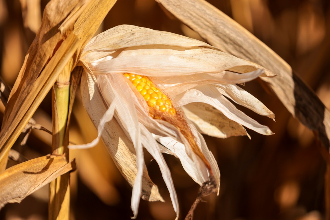 Agricultores de cidades do Vale do Paranhana podem ter direito ao saque do SOS Estiagem