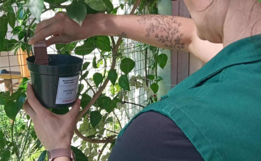 Igrejinha é uma das 23 cidades do RS escolhidas para testar nova estratégia contra o Aedes aegypti