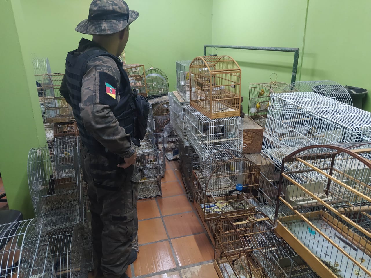Polícia Ambiental de Taquara realiza fiscalização e apreende aves exóticas e silvestres em Parobé