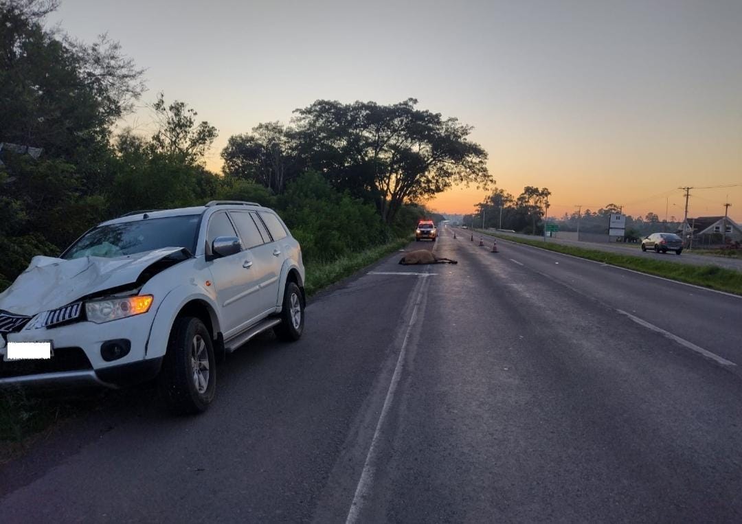 Veículo atropela cavalo na ERS-239 em Parobé