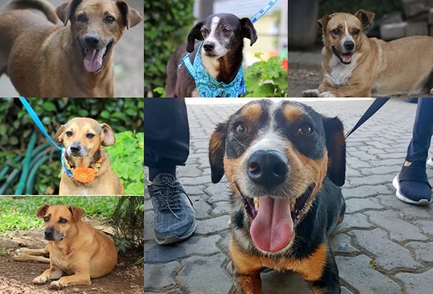 APATA encerra resgate de animais em Taquara, mas segue buscando recursos para cães que ainda não foram adotados