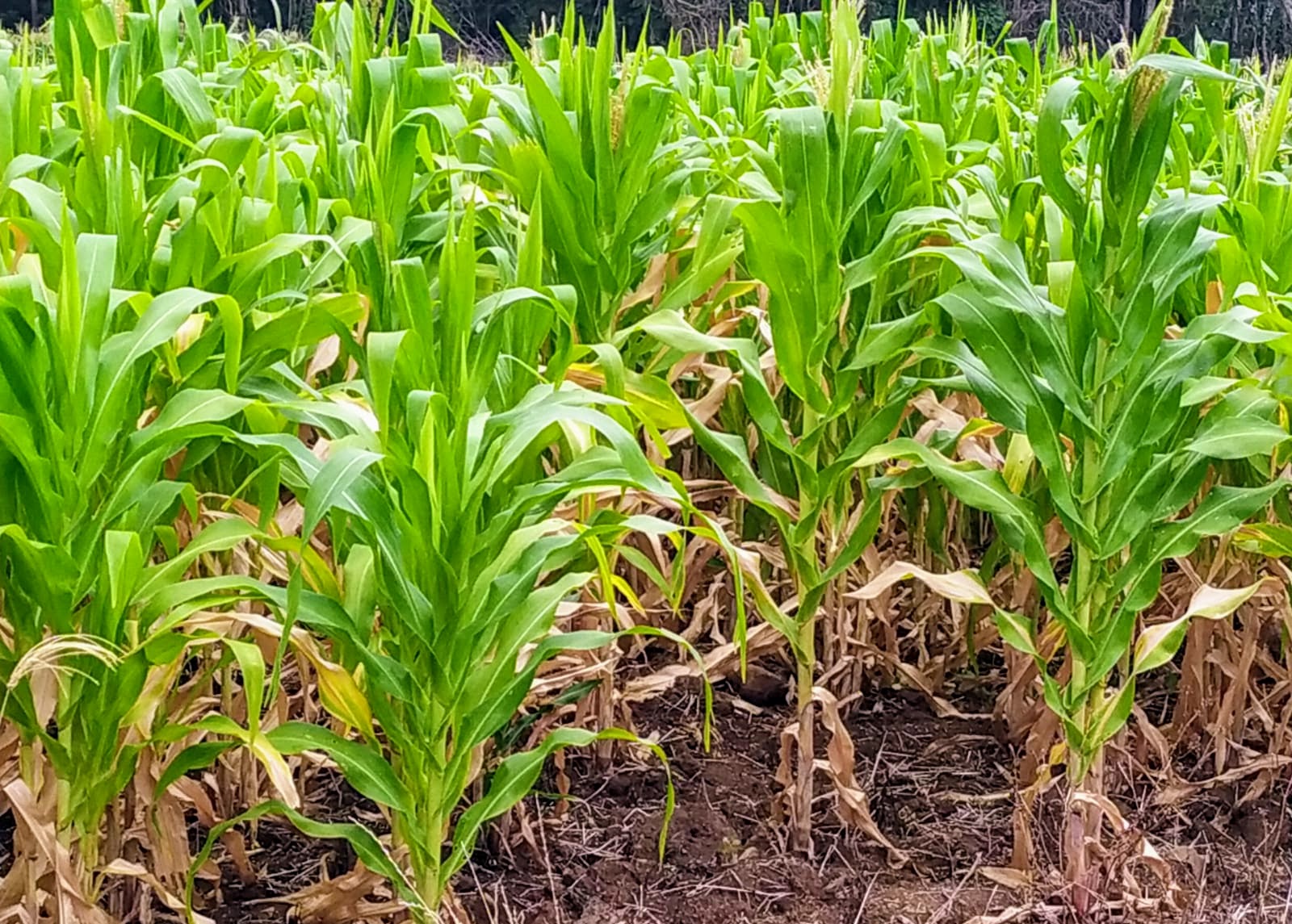 Taquara decreta situação de emergência após prejuízo estimado em R$ 19 mi devido à estiagem