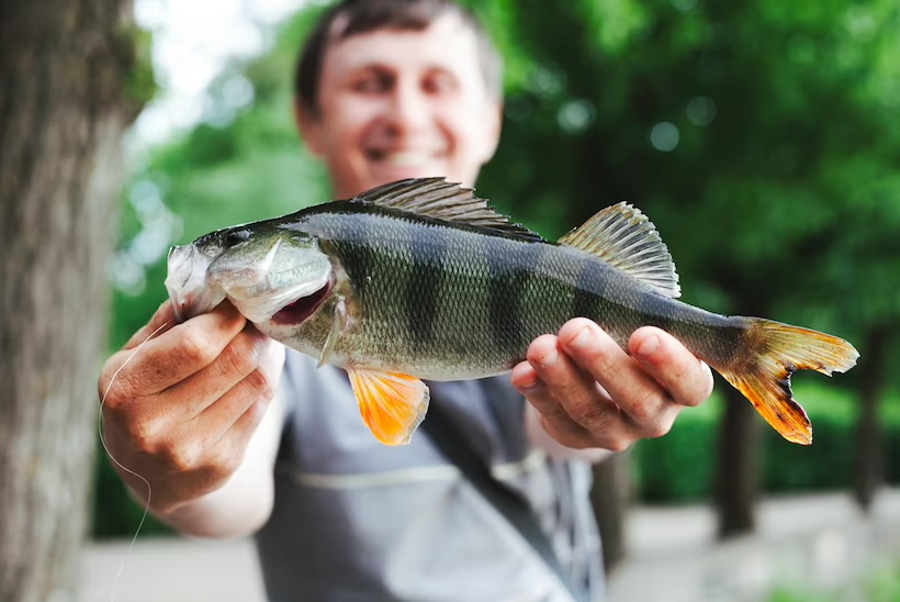 Nova edição da Feira do Peixe está sendo realizada em Igrejinha