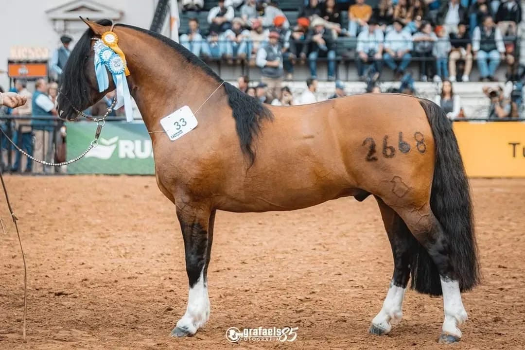 Cavalo rolantense conquista 1º lugar como melhor exemplar da Raça Crioula em disputa na Argentina