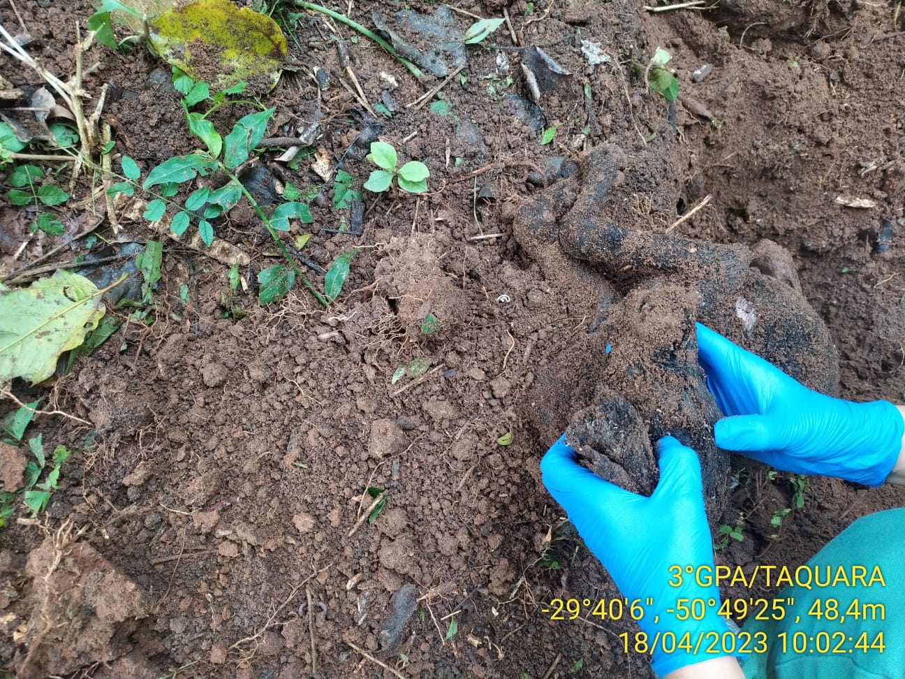 Prefeitura divulga esclarecimento sobre "depósito de animais" encontrado pelo Batalhão Ambiental no horto de Parobé