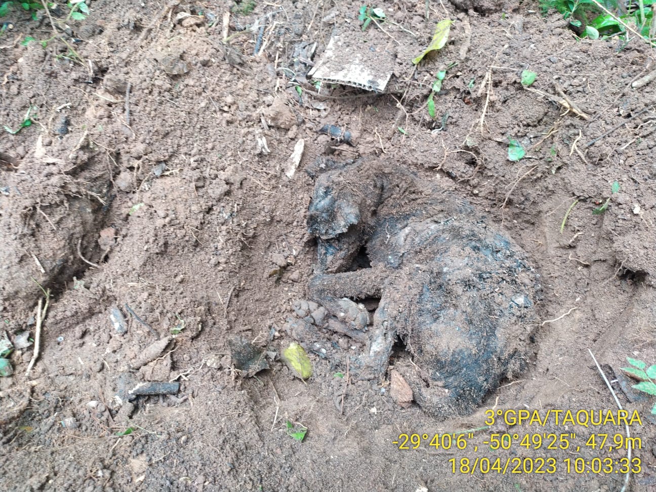 Batalhão Ambiental de Taquara registra ocorrência por maus-tratos em local considerado "depósito de animais" em Parobé