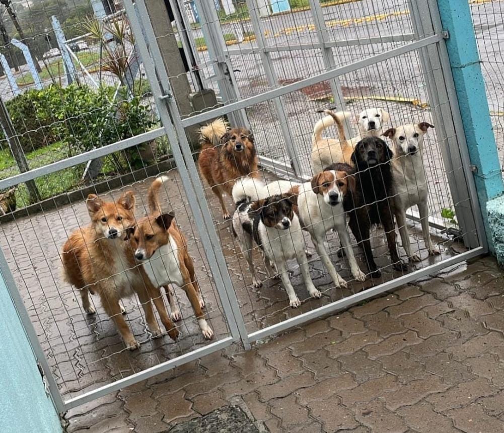 Animais em situação de risco com os alagamentos são resgatados em Igrejinha