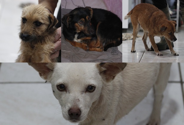 Defesa Civil de Taquara promove doação de cães resgatados durante ciclone extratropical