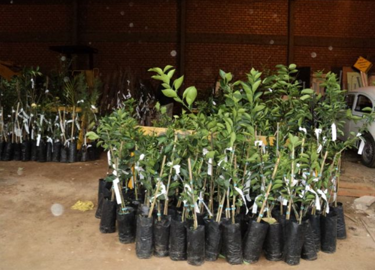 Agricultores podem adquirir mudas frutíferas e nativas com subsídio da Prefeitura de Três Coroas