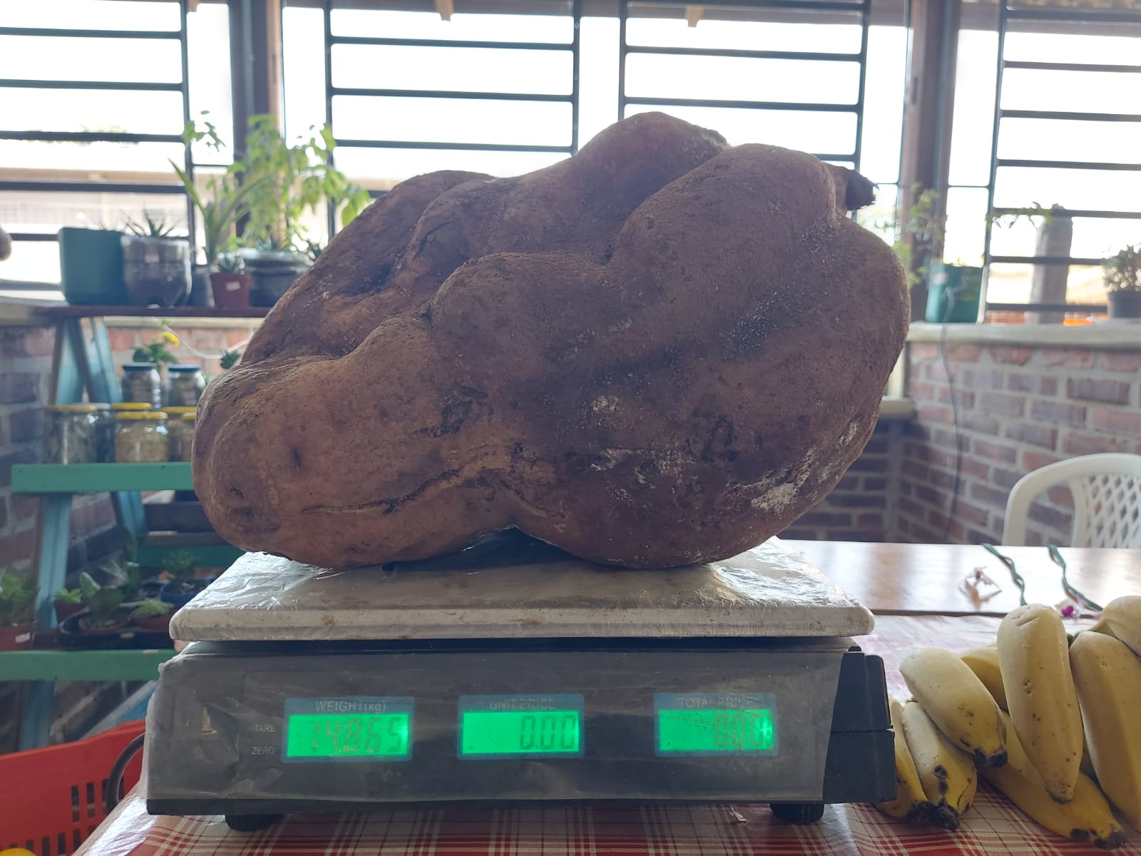 Casal de agricultores de Rolante colhe batata doce de quase 15 quilos