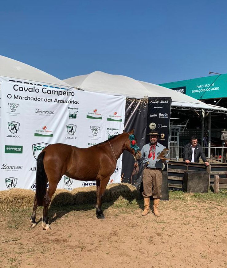 Haras de Taquara é premiado na 46ª Expointer com égua da raça Campeiro Marchador das Araucárias