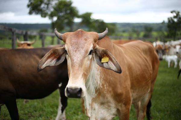Pecuaristas de Taquara devem realizar a Declaração Anual de Rebanho até o final de outubro