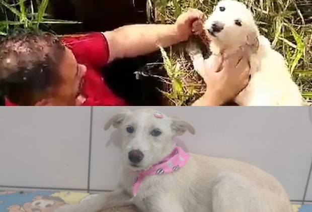 Resgatada pela Defesa Civil de Taquara em bueiro com quase dois metros de altura, cachorrinha está à espera de um lar