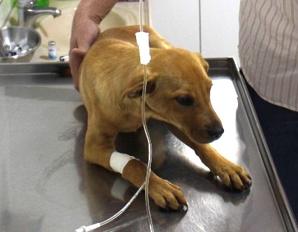 Programa de castração gratuita já realizou mais de mil cirurgias de cães e gatos em Parobé