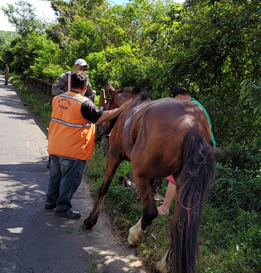 Veículos se envolvem em acidente com cavalo na ponte da ERS-020 em Taquara