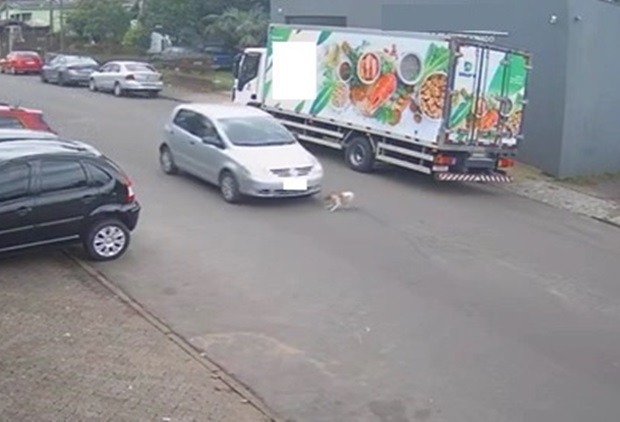 Motorista é denunciado por atropelar cachorro em via pública e não prestar socorro