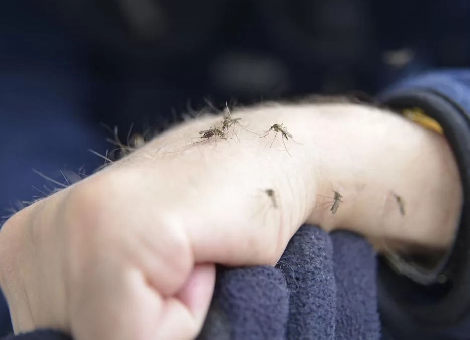 Vigilância Ambiental em Saúde de Três Coroas realiza ação de combate ao mosquito borrachudo