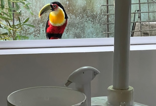 Tucanos-de-bico-verde são vistos na região central de Taquara - Veja vídeos