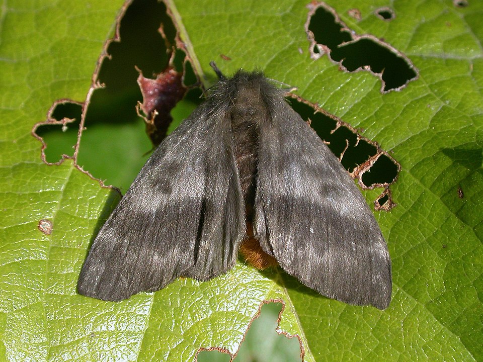 Secretaria da Saúde de Três Coroas divulga alerta sobre o aumento de mariposas hylesias