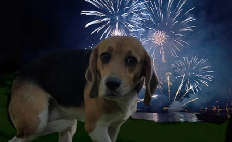 Veterinária elenca quatro dicas para reduzir estresse dos animais com os fogos de artifício no Ano Novo