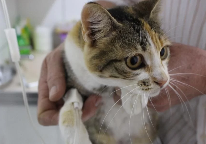 Prefeitura de Parobé alerta comunidade para casos de esporotricose em gatos