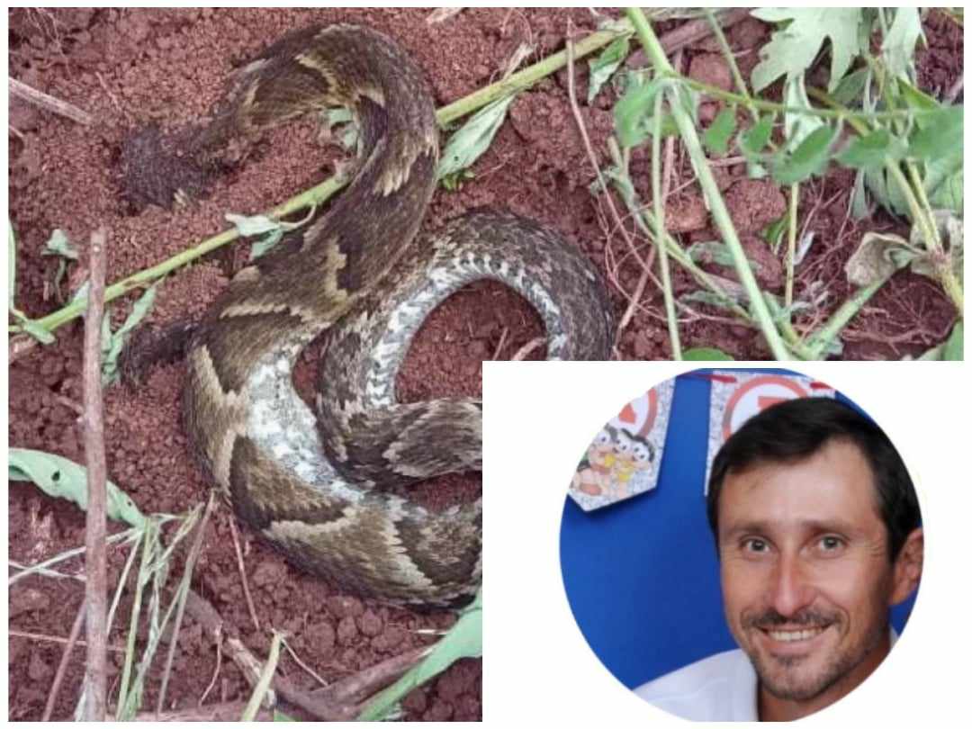 Homem encontrado morto em Três Coroas pode ter sido picado por cobra jararaca