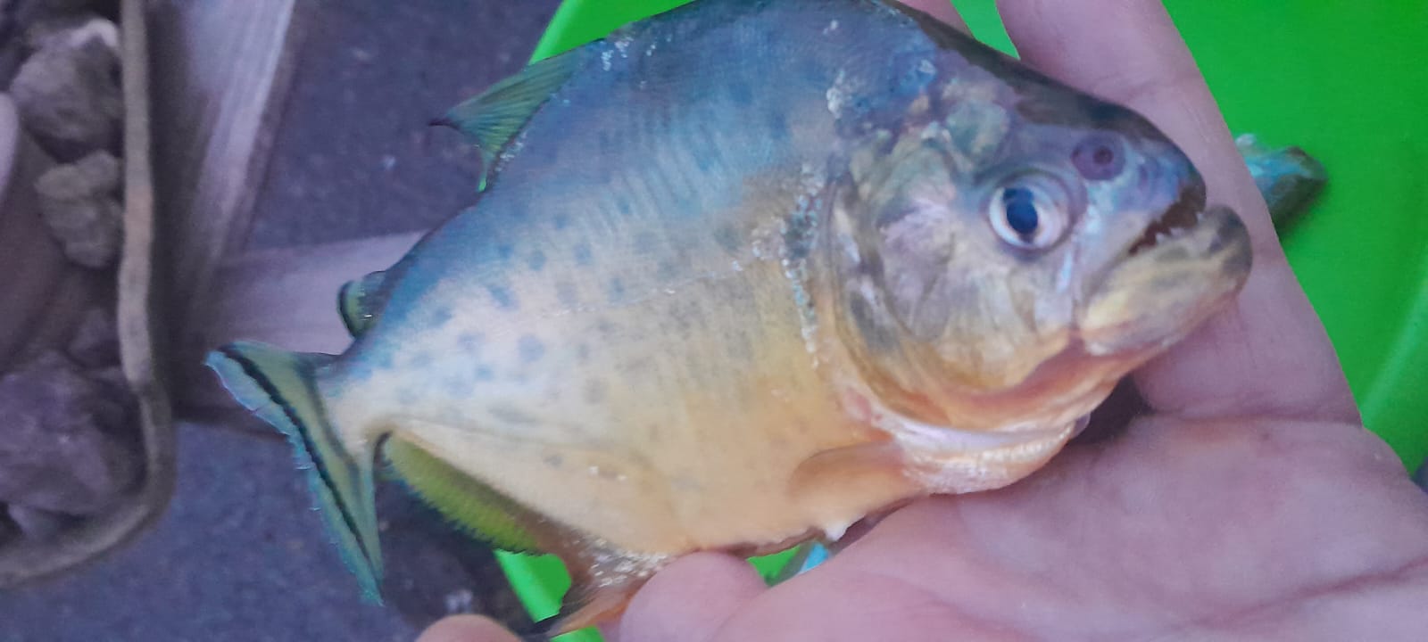 Palometas são encontradas no Rio Rolante