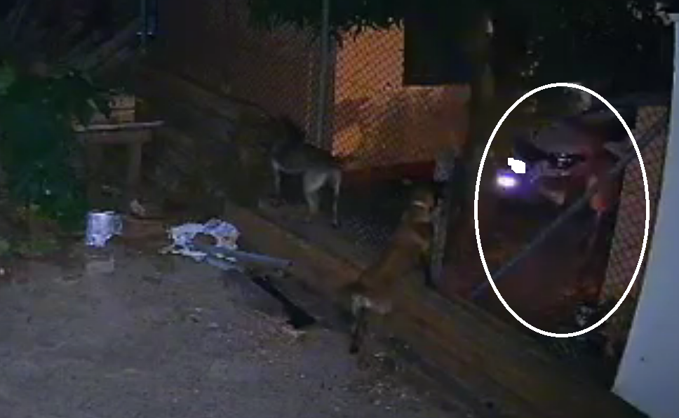 Dono de farmácia em Parobé registra ocorrência contra vizinho por atirar rojão contra animais