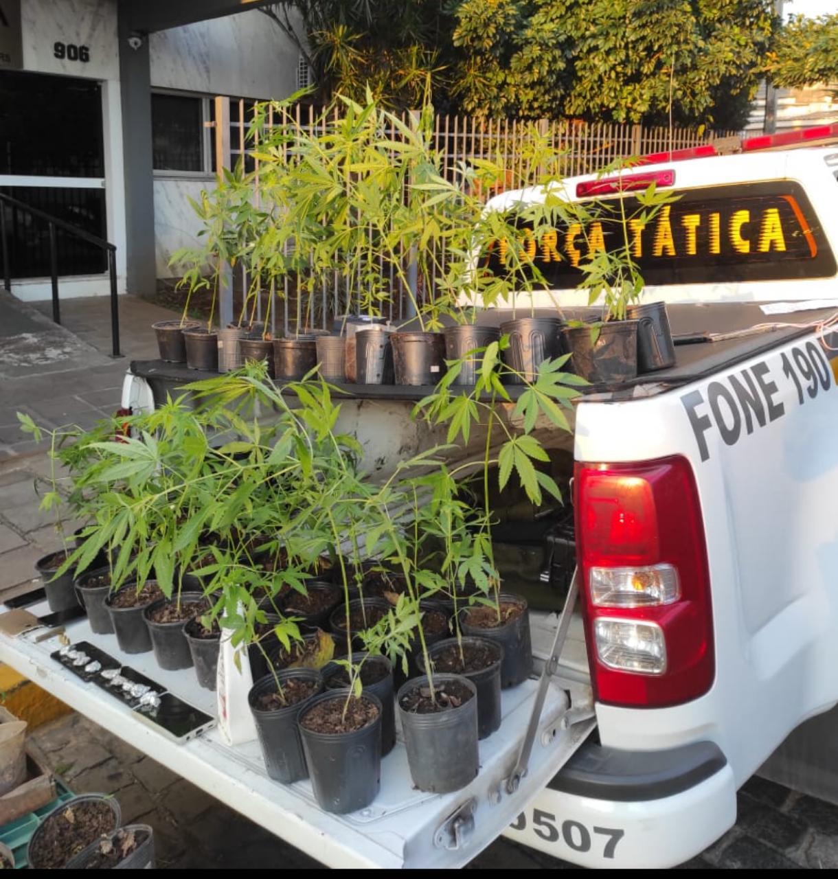 Homem é preso com 50 pés de maconha em Três Coroas