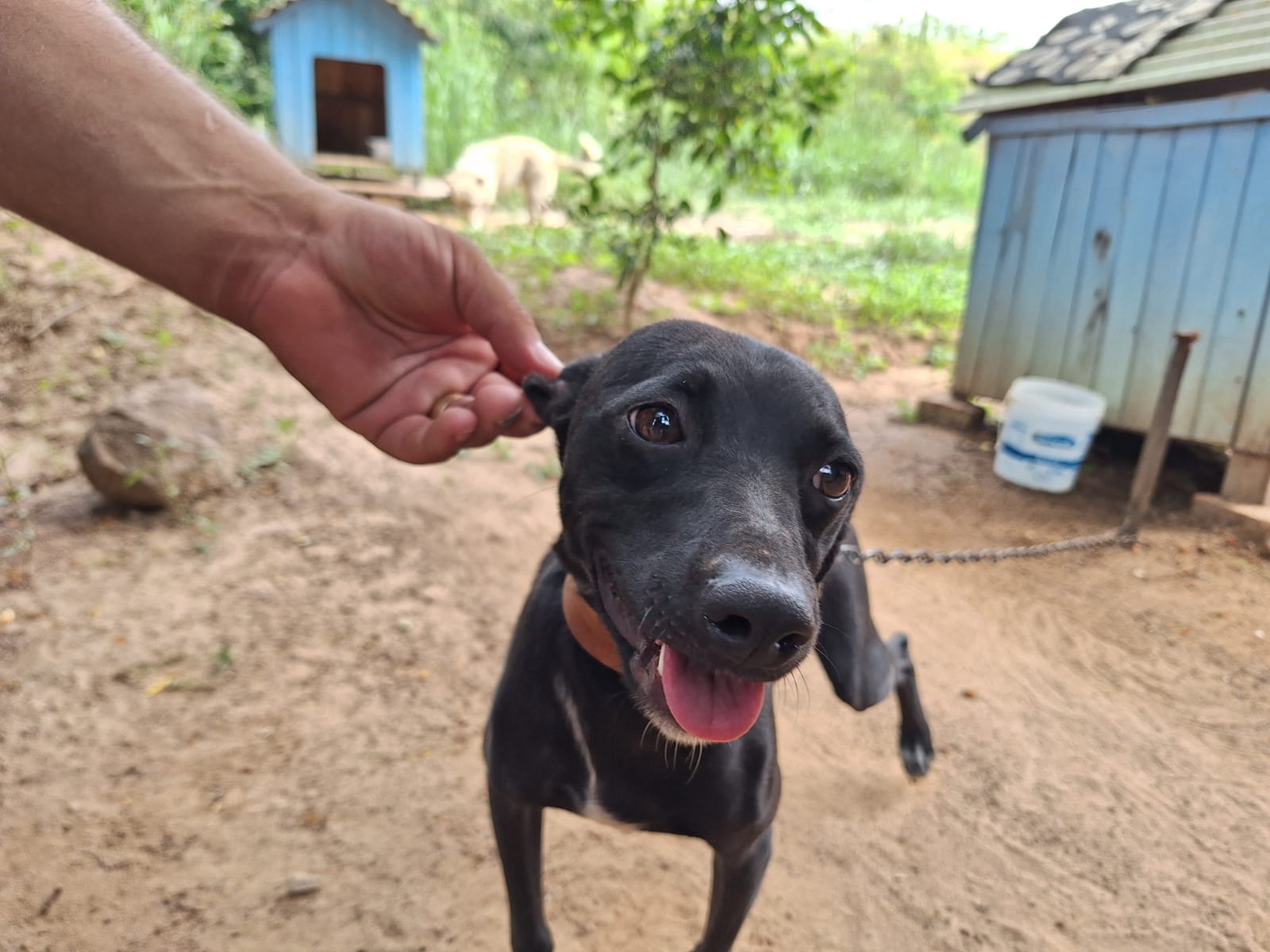 Prefeitura de Taquara irá promover Feira de Adoção de Animais neste sábado (24)