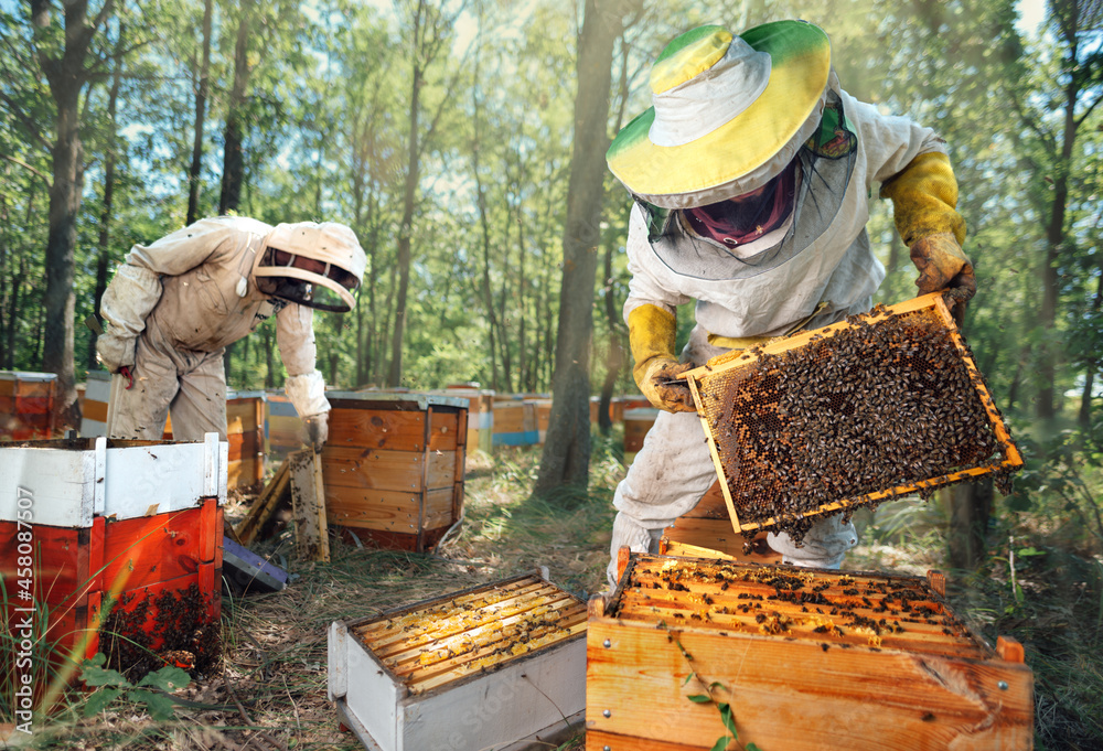 Apicultores da zona urbana devem se cadastrar na Vigilância em Saúde Ambiental de Parobé