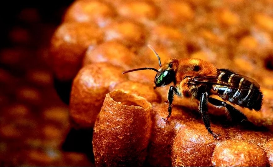 Três Coroas realiza primeiro encontro de criadores de abelhas sem ferrão