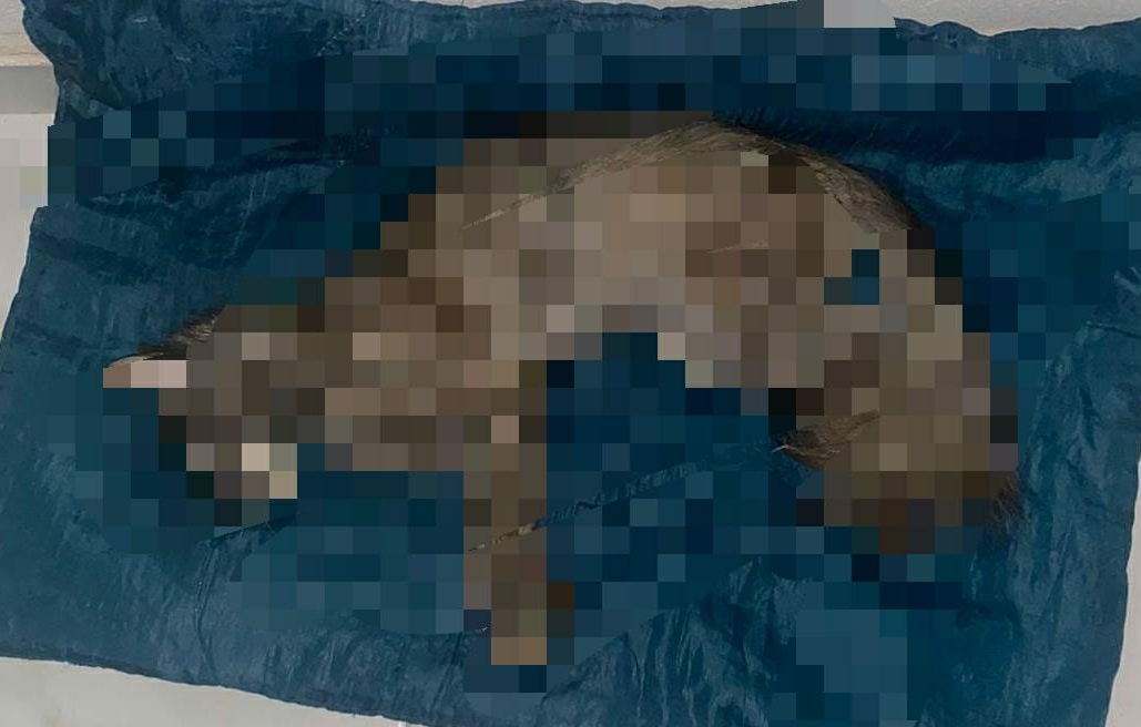 Defesa Civil registra ocorrência após encontrar três gatos mortos por suspeita de envenenamento