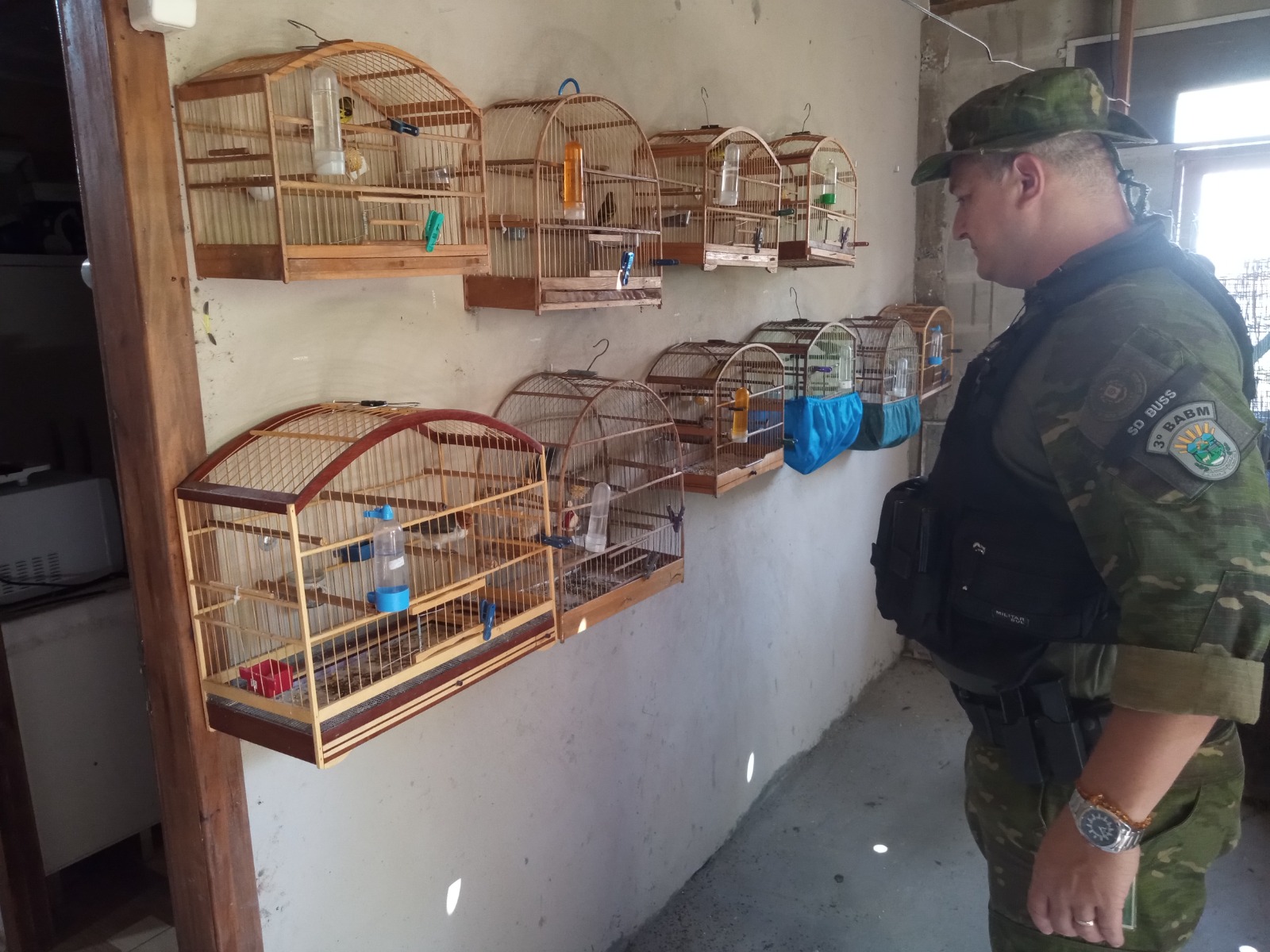 Polícia Ambiental salva tamanduá mirim e apreende 25 aves nativas na região