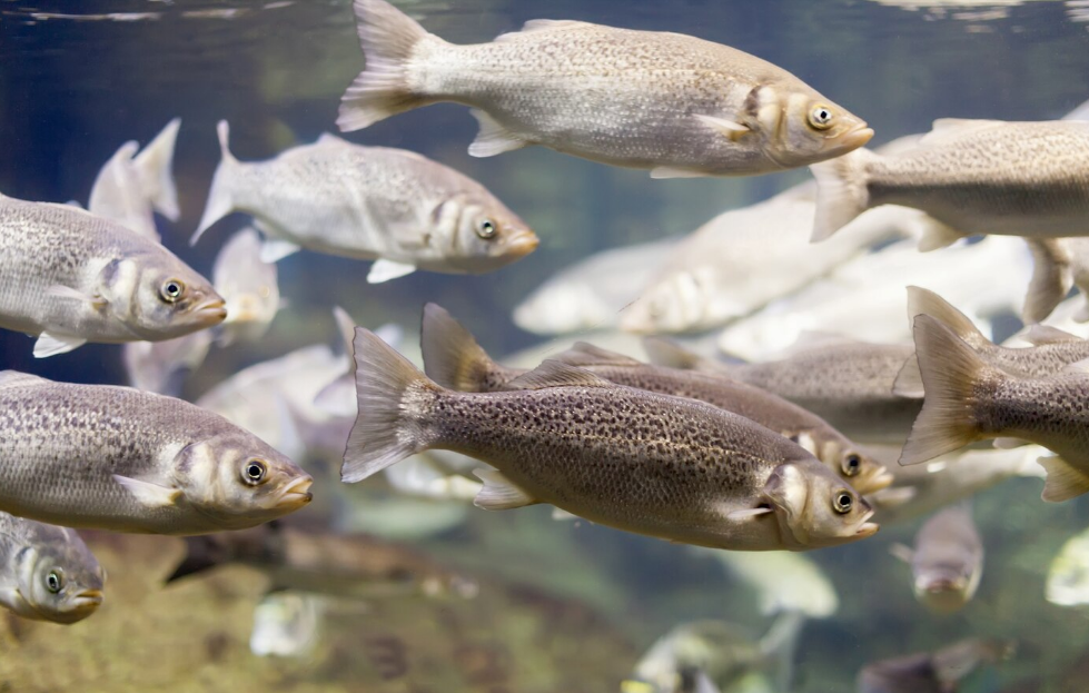 Prefeitura de Riozinho divulga realização da Feira do Peixe 2024