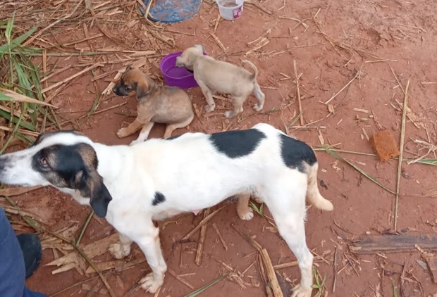 Bombeiros de Parobé promovem doação de filhotes de cães abandonados no interior