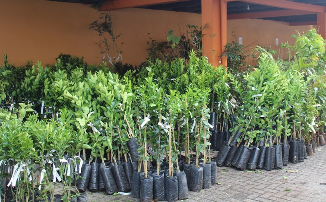 Três Coroas oferece subsídio para agricultores na aquisição de mudas frutíferas