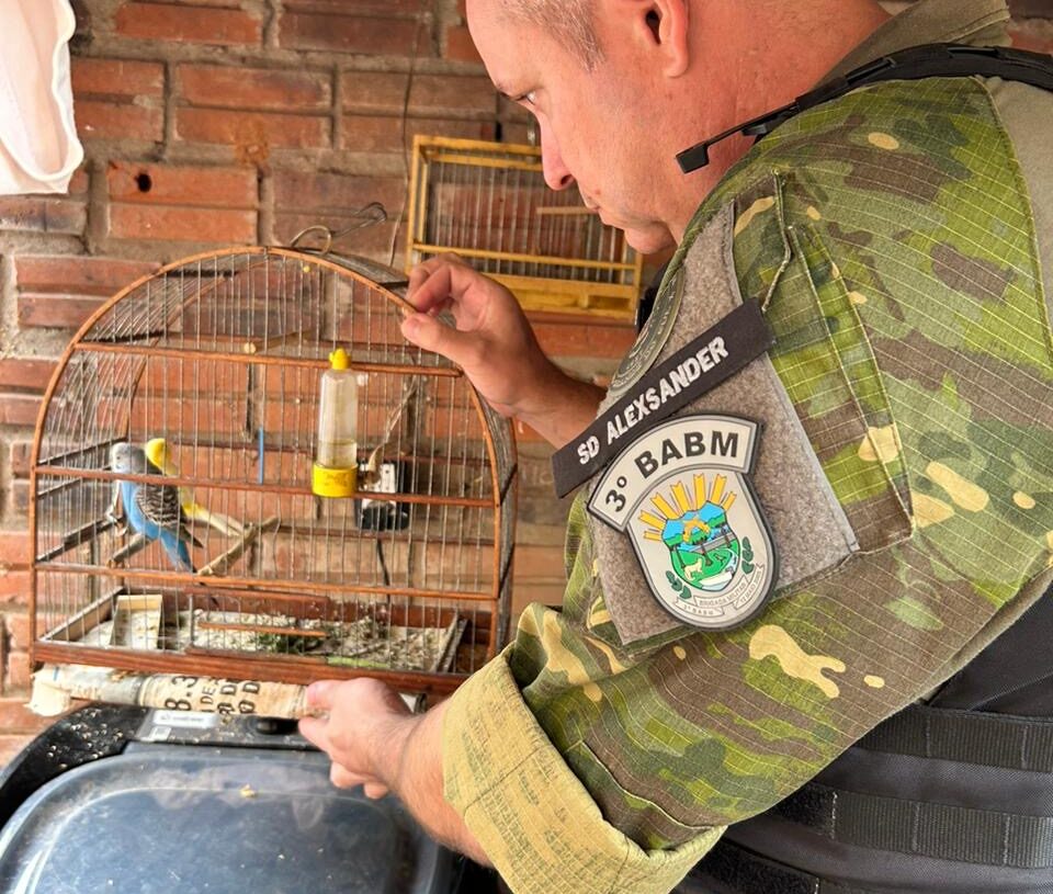 Suposta criação da galos de rinha e de pássaros nativos em cativeiro é investigada em Parobé