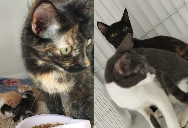 Morador de Taquara é denunciado por abandono de animais