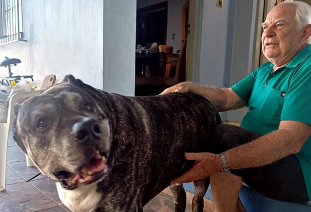 Cão da raça Cimarron Uruguaio em Parobé chama a atenção por seu tamanho acima do normal