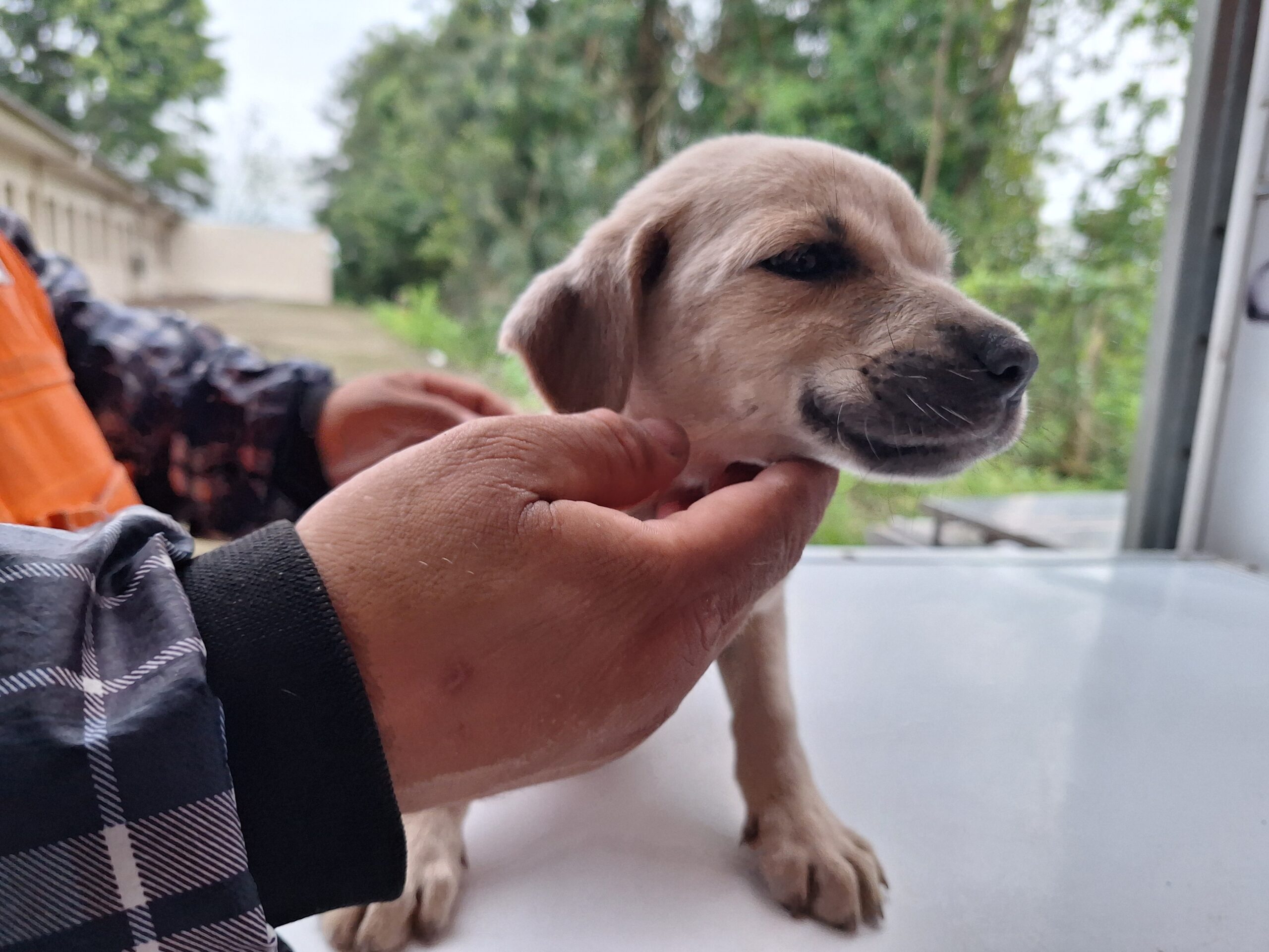 Feira de adoção de cães e gatos ocorre neste sábado (13) em Taquara