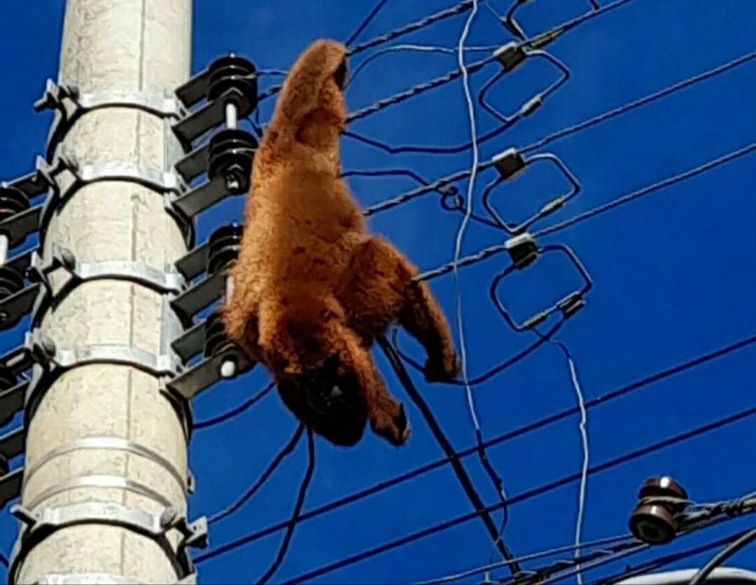 Macaco Bugio é encontrado morto preso a fios de alta tensão em Parobé