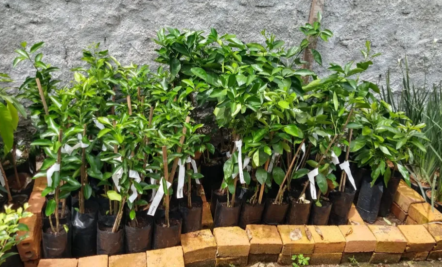 Secretaria de Agricultura divulga datas para encomenda de mudas frutíferas em Riozinho